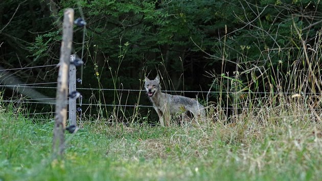 Zhruba ron samice vlka uvzla v ohrad s ovcemi a bla se ven. (3. srpna 2018)