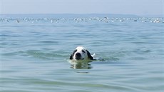 Psa nikdy neberte plavat s plným aludkem  hrozí mu torze aludku, která je...