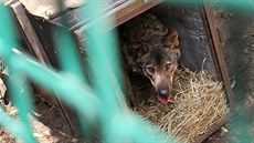 Návštěvníci jihlavské zoologické zahrady mohou opět obdivovat vlky iberské,...