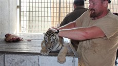Tygřata se v hlubocké zoo narodila v květnu. Ve dvou měsících je čekalo vážení,...