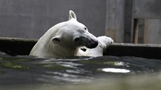 Tříletou lední medvědici Noriu čeká na přelomu srpna a září stěhování z...