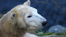 Tíletou lední medvdici Noriu eká na pelomu srpna a záí sthování z...