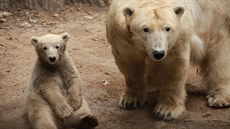 Lední medv�dice Noria je�t� jako mlád� se svojí matkou Corou v brn�nské zoo