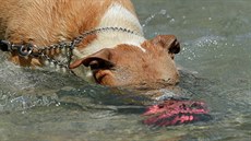 Pes se ochlazuje v jedné z vídeských fontán (2.8.2018)