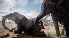 Hasii ochlazují slony v cirkuse v Gilleleje v Dánsku (2.8.2018)