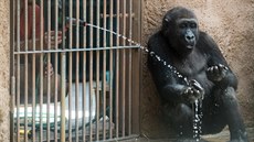 Gorilí samec Richard patří k největším celebritám pražské zoologické zahrady.