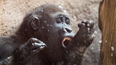 Gorilí samec Richard patí k nejvtím celebritám praské zoologické zahrady.