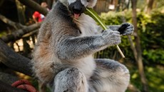 Dti nejvíce milují lemury a surikaty. (27. 7. 2018)