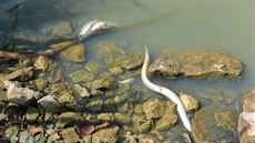 Rybáři na Rosničce vylovili tisíce uhynulých ryb. Sinice si přivlastnily kyslík a na ryby nezbylo.