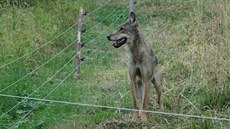 Zhruba roní samice vlka uvízla v ohrad s ovcemi a bála se ven (3.8.2018).