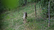 Zhruba roční samice vlka uvízla v ohradě s ovcemi a bála se ven (3.8.2018).