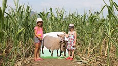 V kukuiném bluditi je na ploe 1,5 hektaru ukrytých 10 obrázk zvíat, které...