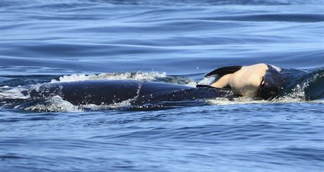Kosatka Tahlequaha posouvá své mrtvé mlád ve vlnách Pacifiku. (24. ervence...