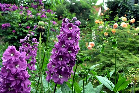 Delphinium (straka) pro skvl kontrast, ovem patn pezimujc a tko...