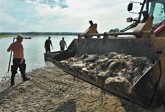 Nejvtí moravský rybník Nesyt postihl v srpnu masivní úhyn ryb.