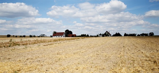 Kvůli suchu letošní obilí zřejmě skončí zaorané v půdě.