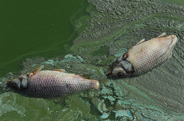 Na Břeclavsku uhynuly kvůli nedostatku kyslíku až tuny ryb, nejspíš kvůli sinicím