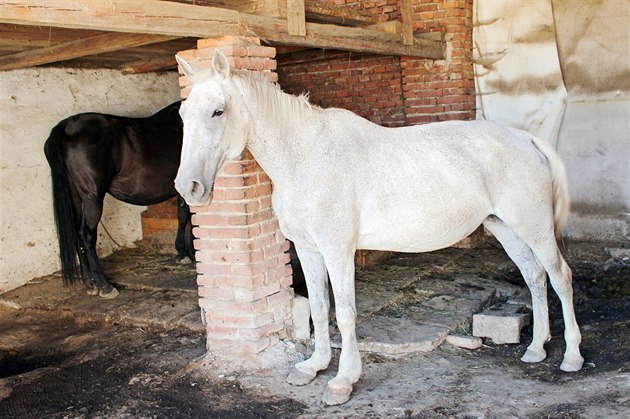 Jitka erná buduje ve Vlkovicích na Trutnovsku stáje pro staré a nemocné kon.