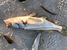Mrtvé ryby na plážích Floridy