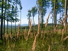 Bukové lesy hraniního hebene a výhled na slovenskou stranu hor