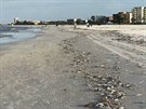 Takto to nyní vypadá na pláích Floridy po pemnoení ervených as. (26....