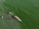 V Rybníce Nesyt na Beclavsku uhynulo loni kvli suchu více ne sto tun ryb.