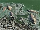 V Rybníce Nesyt na Břeclavsku uhynulo loni kvůli suchu více než sto tun ryb.