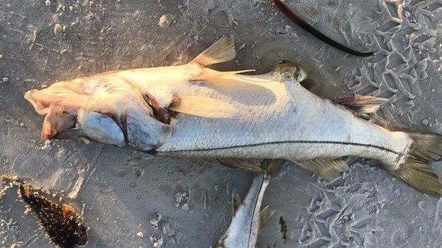 Mrtv ryby na plch Floridy