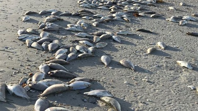 Mrtv ryby na plch Floridy