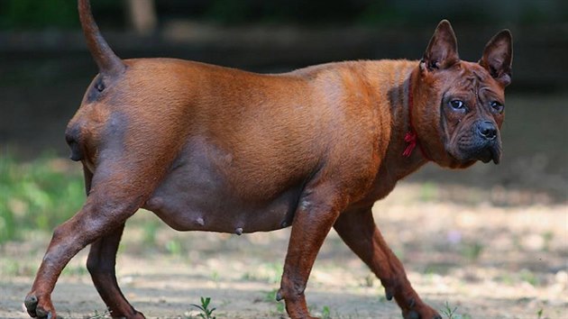 Chinese chongqing dog je extravagantní pes s netradičním vzhledem - iDNES.cz