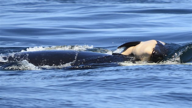 Kosatka Tahlequaha posouv sv mrtv mld ve vlnch Pacifiku. (24. ervence 2018)