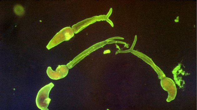 Parazit zpsobujc cerkriovou dermatitidu