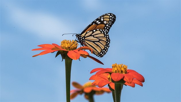 Monarcha sthovav odpov na mexick slunenici (8. srpna 2018).