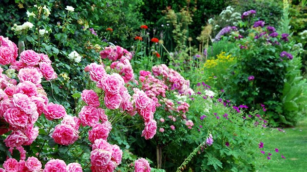 Re jsou podle majitele tohoto ndhern rozkvetlho krlovstv pro kadou zahradu zkladem. Kvetou od jara do podzimu.