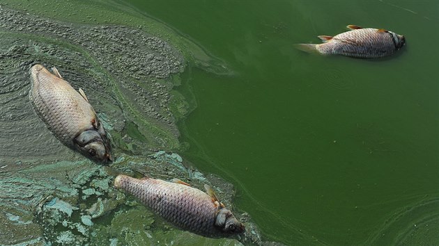 V Rybnce Nesyt na Beclavsku uhynulo loni kvli suchu vce ne sto tun ryb.
