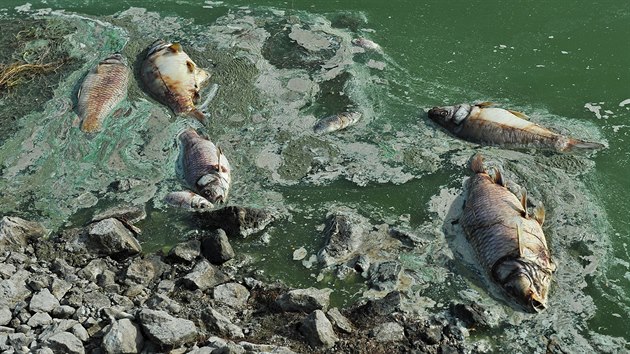 V Rybnce Nesyt na Beclavsku uhynulo loni kvli suchu vce ne sto tun ryb.