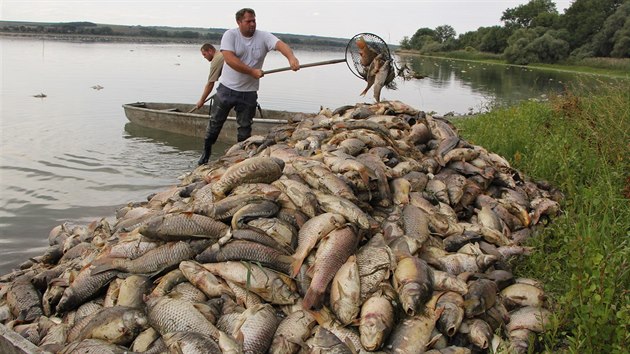 V rybníku Nesyt na Břeclavsku kvůli horkému počasí, které způsobuje nedostatek kyslíku ve vodě, a nedostatku vody uhynuly desítky tun ryb (10. srpna 2018).