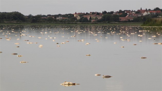 V rybníku Nesyt na Břeclavsku kvůli horkému počasí, které způsobuje nedostatek kyslíku ve vodě, a nedostatku vody uhynuly desítky tun ryb. (10. srpna 2018)