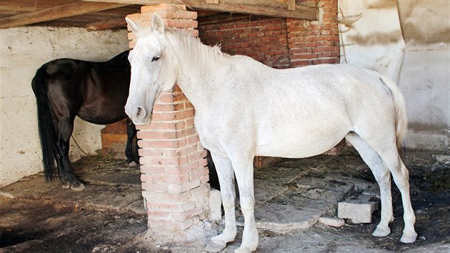 Jitka Černá buduje ve Vlčkovicích na Trutnovsku stáje pro staré a nemocné koně.