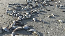 Mrtvé ryby na pláích Floridy