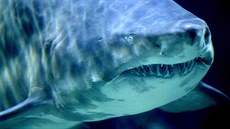 �ralok tyg�í (Galeocerdo cuvier). Ilustra�ní foto