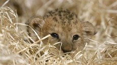 Samičce lva berberského jsou necelé tři týdny. (14. srpna 2018)