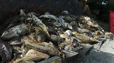 V Rybníce Nesyt na Beclavsku uhynulo loni kvli suchu více ne sto tun ryb.