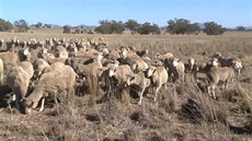 V Austrálii je nejhorí sucho za padesát let, dobytek nemá co jíst