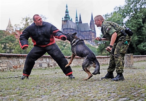 Výcvik slu�ebních ps� pra�ské Hradní strá�e.
