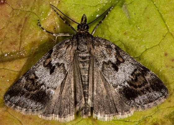 Motýl šedovníček horský objevený v Přírodní rezervaci Makyta v Huslenkách.