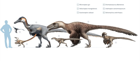 Pokud lze vit závrm nové studie, pak práv Microraptor zhaoianus je...