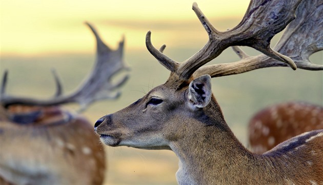 Myslivci si došlápli na přemnožené nutrie a daňky, drobná zvěř naopak chybí