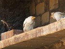 Supi odchovaní v Zoo Praha posílí populaci na Balkán