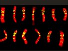 Ukzka jednoho ztdnch chromozom penice. erven je zbarvena molekula...